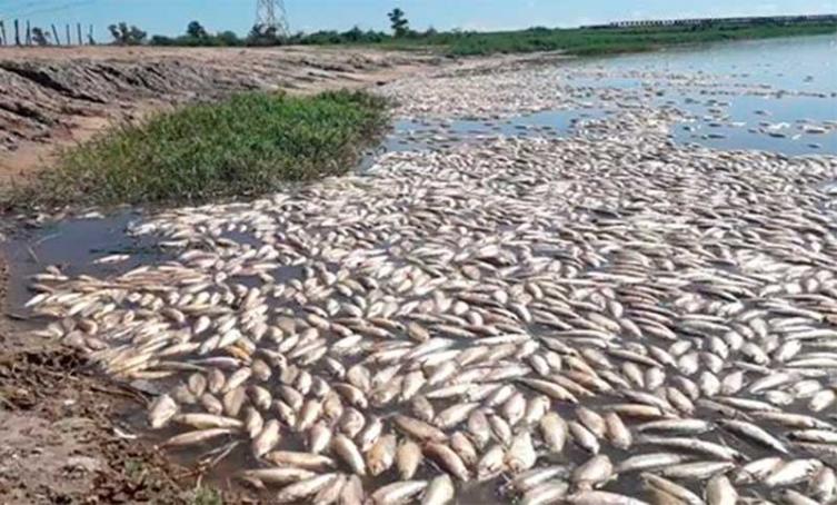 Confirman la principal causa de mortandad de peces en la Laguna Del Plata