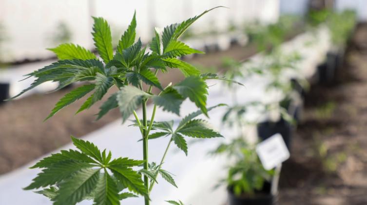 La provincia capacitará a los equipos de salud sobre el uso del cannabis medicinal