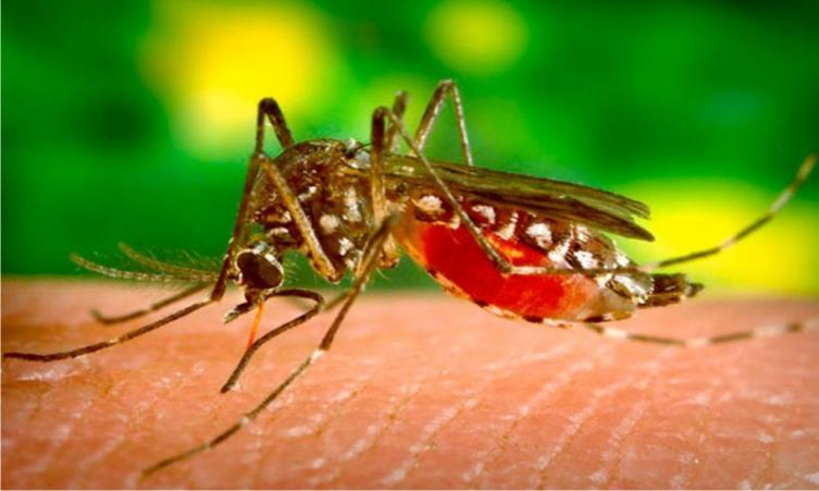 Hay 84 casos de dengue confirmados en la provincia