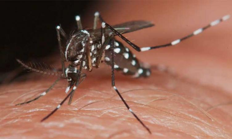 Recomiendan extremar los cuidados para prevenir el dengue y el chikungunya
