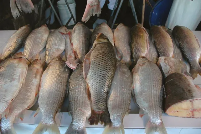 Estudio revela niveles récord de agrotóxicos en peces del río Salado