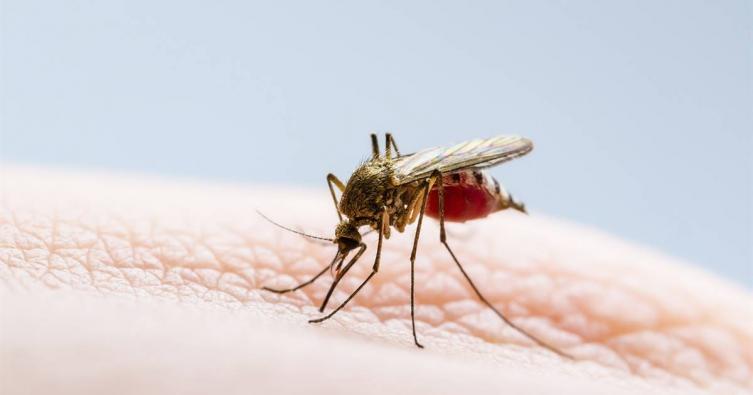 Caso sospechoso de dengue en la Ciudad de Santa Fe