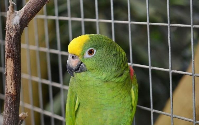 Un nuevo caso de psitacosis preocupa en Rafaela