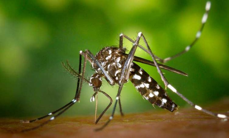 Confirmaron dos nuevos casos de dengue