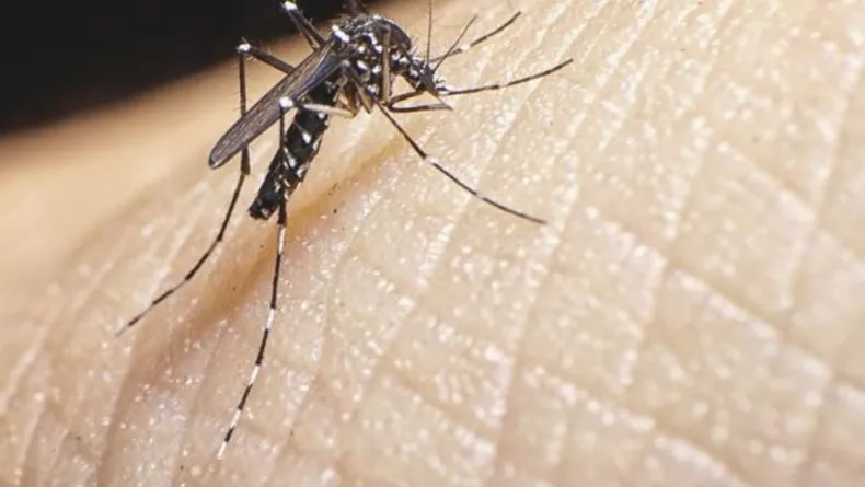 Se registraron cinco nuevos casos autóctonos de dengue 
