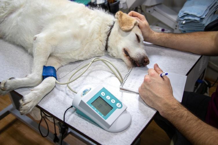 Condenaron a una mujer en esta ciudad por maltratar a un perro 