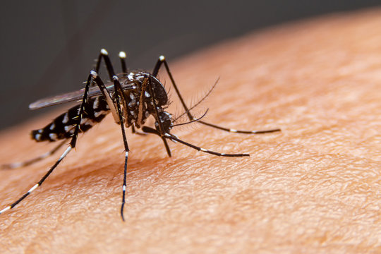 Hay circulación comunitaria de dengue y chikungunya en el AMBA