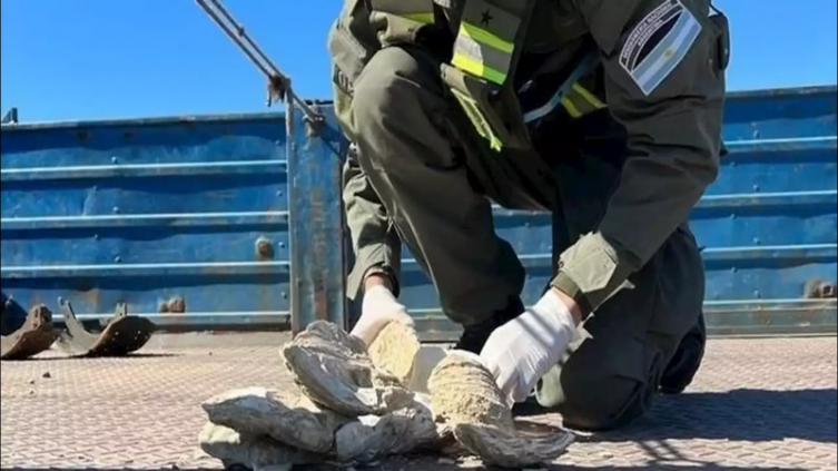 Patagonia: incautaron fósiles de ostras que iban a ser sacados ilegalmente