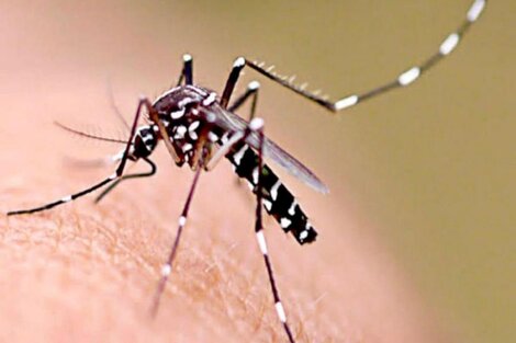 Se registraron tres muertes por dengue en Tucumán