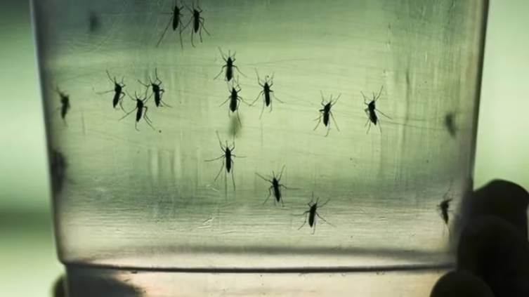13 preguntas sobre dengue