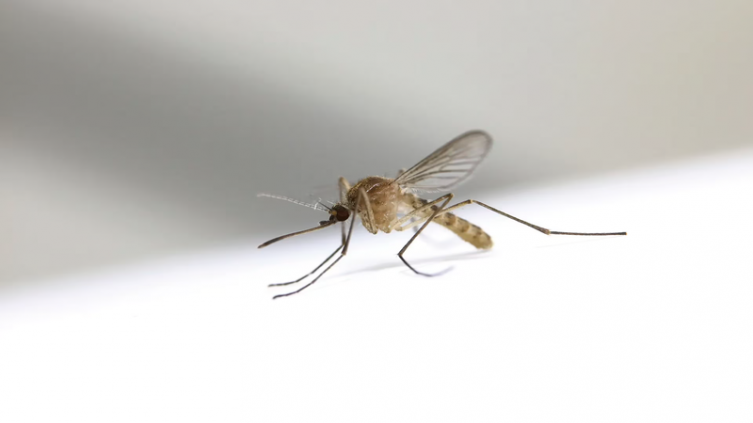 Antídotos naturales contra los mosquitos