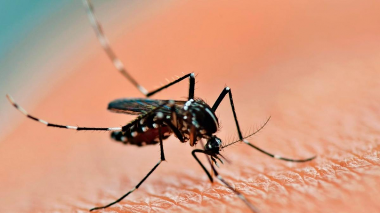 Dengue: Confirman más 56 mil casos y más de 1200 de chikungunya en todo el país 