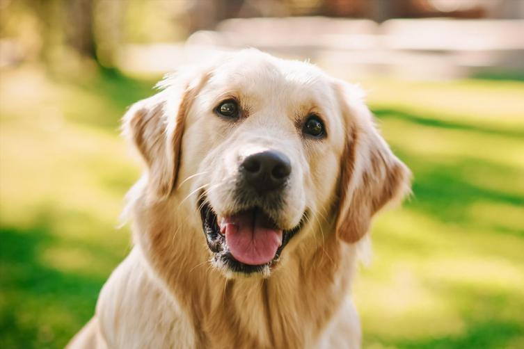 Día del Animal: por qué se celebra el 29 de abril