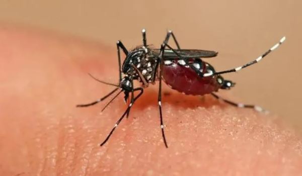 Dengue en Santa Fe: confirman 1.520 casos y dos nuevos fallecidos