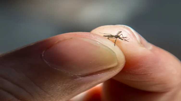 Dengue: Mitos, creencias y verdades sobre el virus