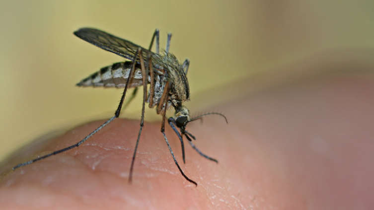 Jabón: la clave de que te piquen los mosquitos