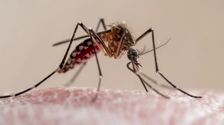 ¿Es posible contagiarse de dengue en otoño?
