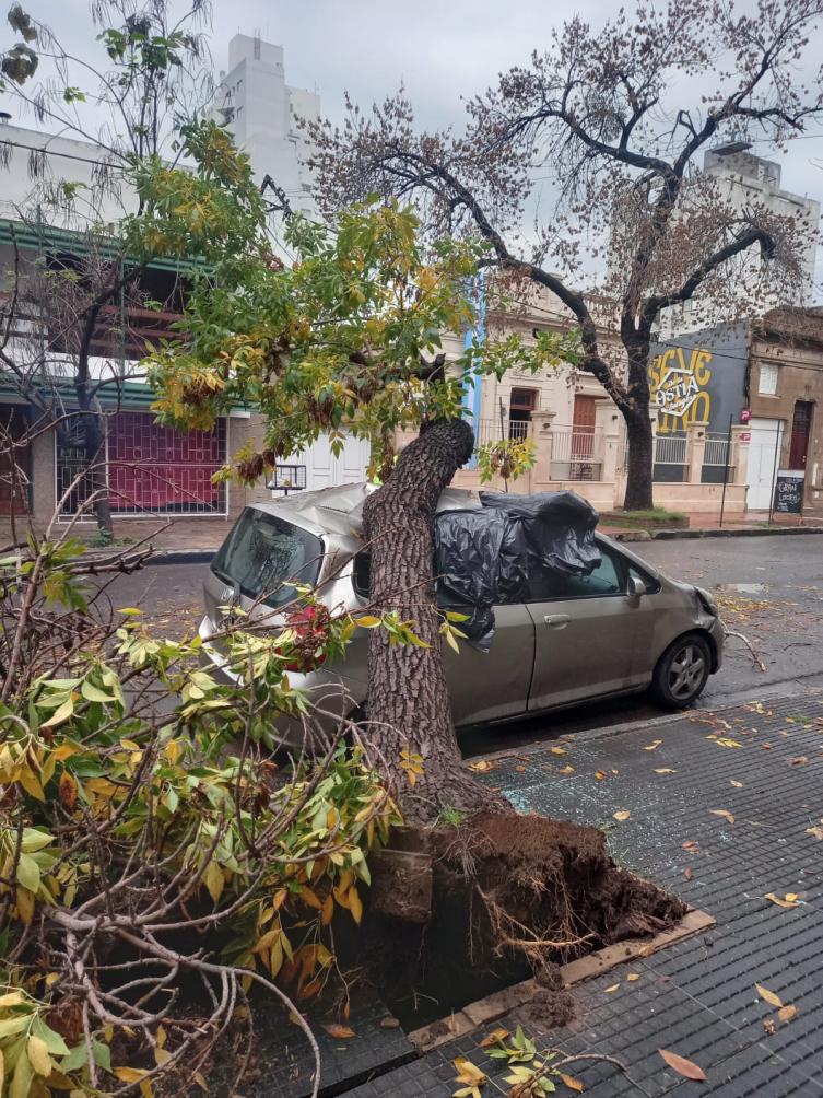 Se desplomó un árbol y aplastó una camioneta que quedó completamente destruida