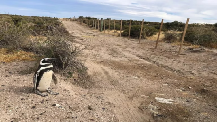 Punta Tombo: Imputaron al dueño del campo por la masacre de los pingüinos