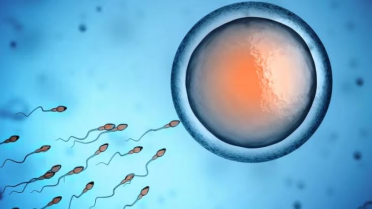 De científicos argentinos: primer bebé concebido con un método de fertilidad