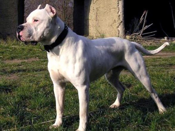 Una adolescente de 15 años murió tras ser atacada por dos perros dogo 