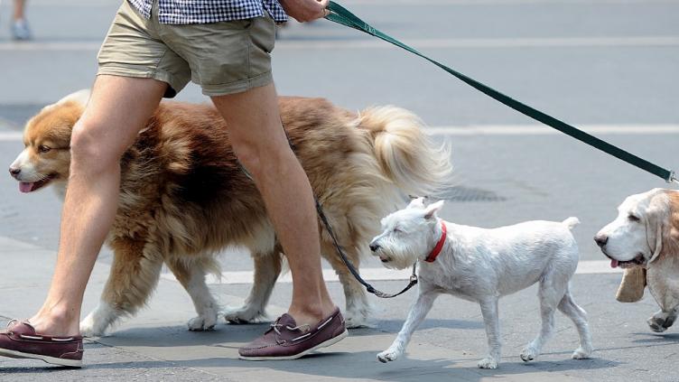 Confirmaron el procesamiento de un hombre que se quedó con un perro ajeno