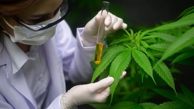 Gobierno reglamentó la Ley de Cannabis: qué se puede producir y consumir