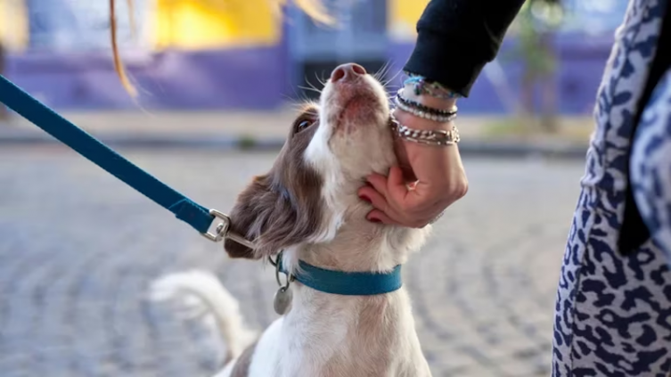 Para los perros, no todas las caricias son iguales