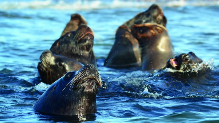Analizan si los lobos marinos muertos en Necochea tenían gripe aviar