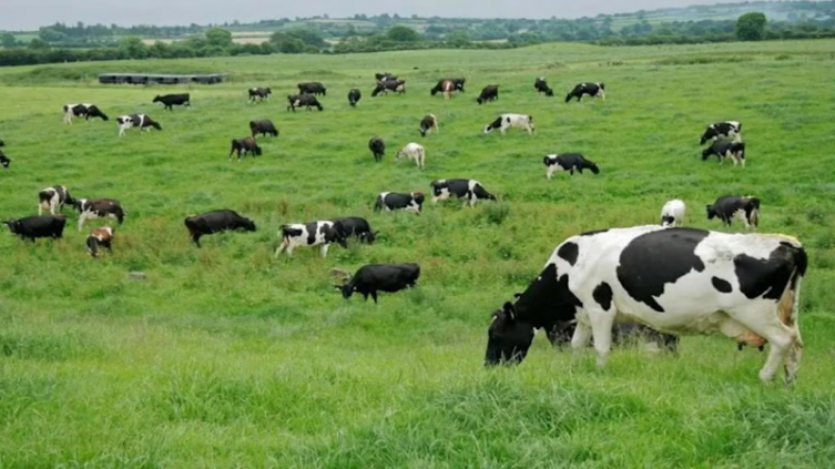 Consumir la mitad de carnes y lácteos reduciría el 31% de las emisiones