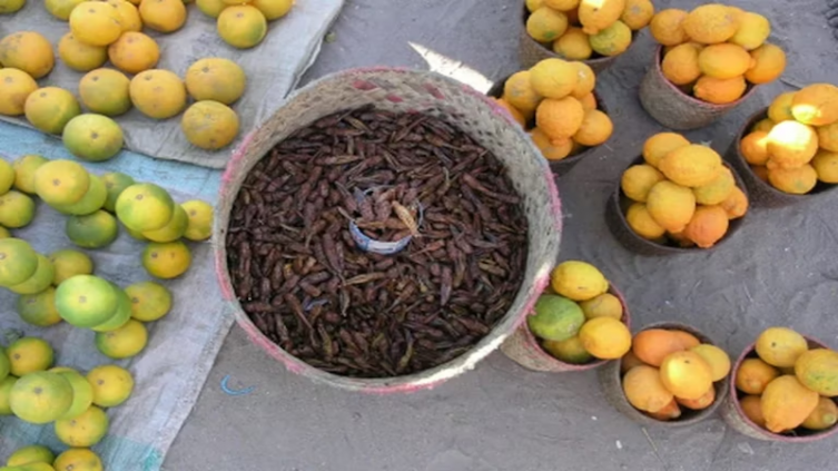 Alternativa nutritiva y ecológica: estudian la cría de insectos para alimentación humana 