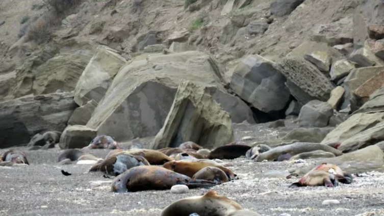 Río Negro: por el brote de gripe aviar, murieron más de 1.200 lobos marinos