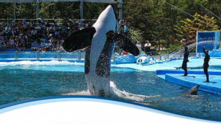Se presentó proyecto para prohibir espectáculos con animales marinos en cautiverio