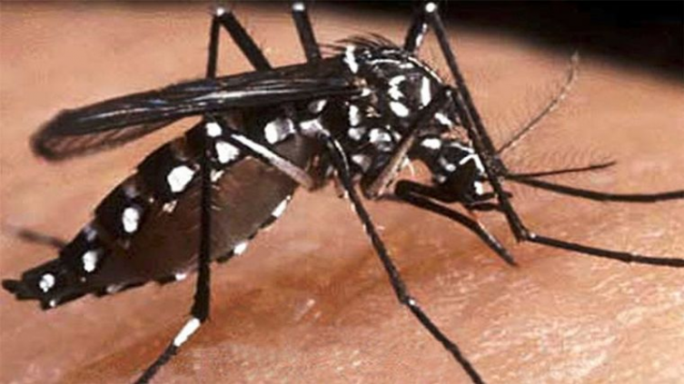 Dengue en Córdoba: inician los monitoreos aédicos para detectar focos 