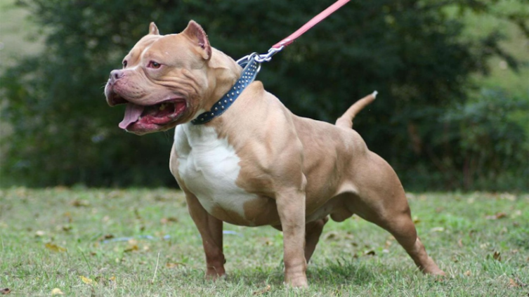 Un pitbull mordió a una nena de tres años y a su hermano de 13 