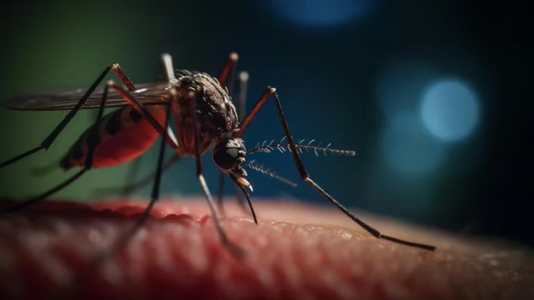 Virus que viajan en mosquitos que preocupan en América Latina