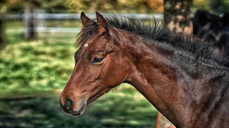 Encefalomielitis equina: hay más de 320 brotes en 7 provincias de Argentina