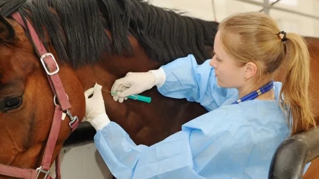 Encefalomielitis equina: el brote continúa en Santa Fe y dejan de realizar análisis para confirmar casos