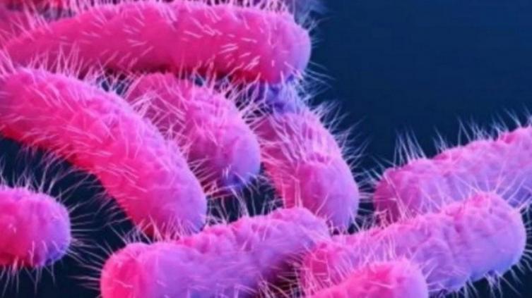 Reportaron ocho muertes por brote de salmonella en Canadá y Estados Unidos
