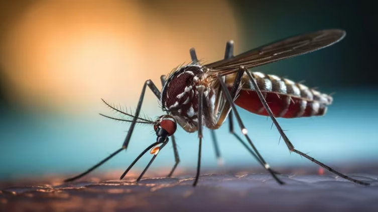 Dengue: emiten un alerta epidemiológica por riesgo de propagación