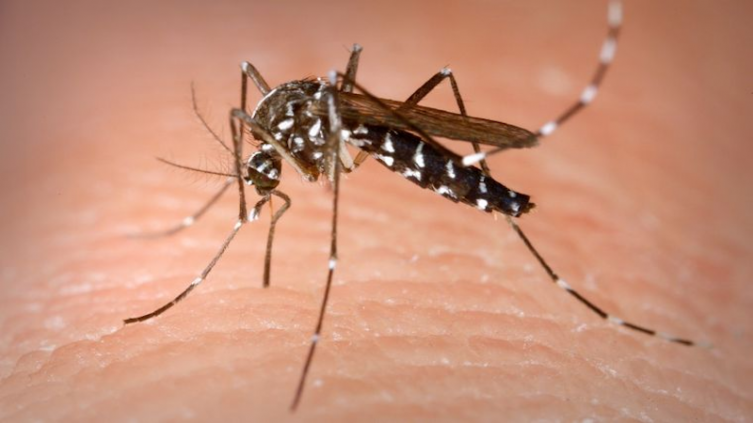Dengue: desde Salud piden reforzar los cuidados para la prevención