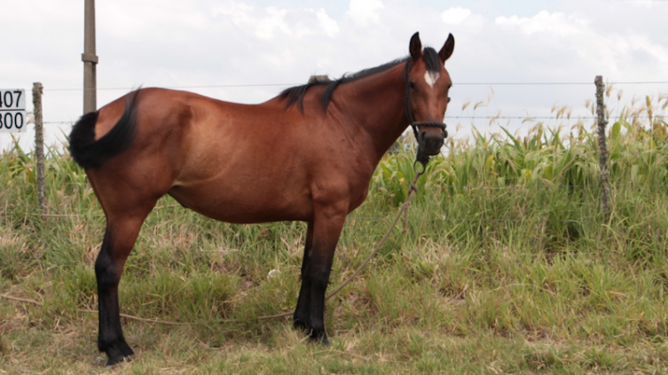 Encefalitis equina: situación epidemiológica y un sistema integrado de alerta 