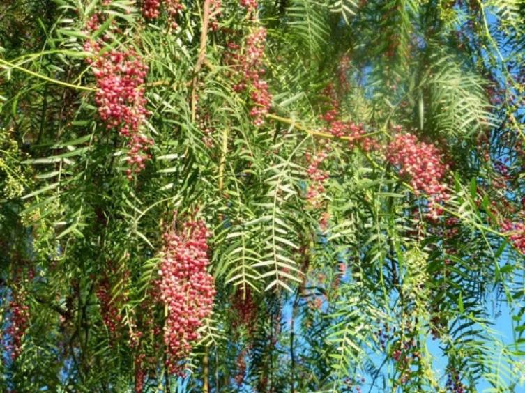 Ante escasez de repelentes, un árbol nativo se ofrece como alternativa para espantar a los mosquitos