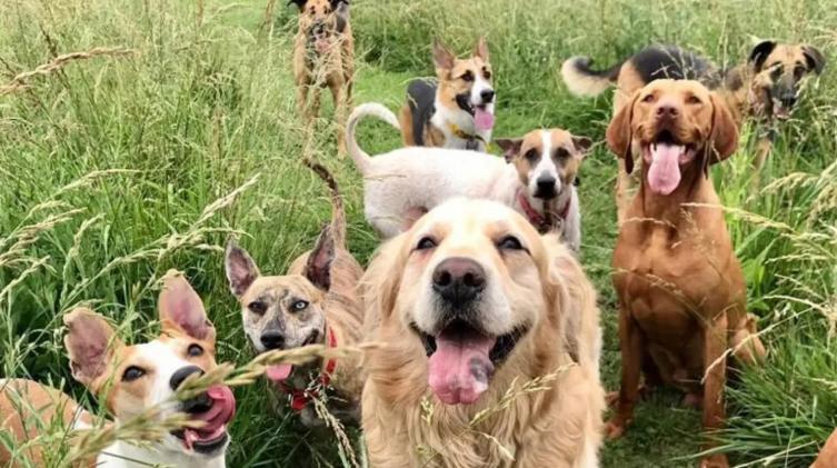 Spa, televisión y habitaciones privadas: las “colonias” de verano para perros ya cuestan $200.000 por semana