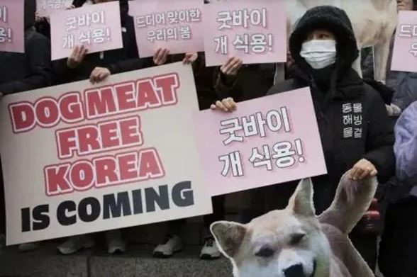 Corea del Sur aprobó un proyecto de ley que prohíbe el consumo de carne de perro