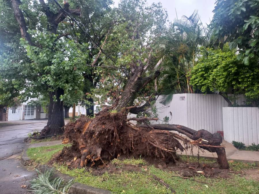 Consecuencias del temporal: un frondoso árbol cayó sobre una casa en Guadalupe