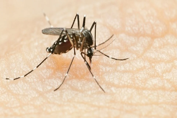 Dengue: síntomas que todos debemos tener en cuenta