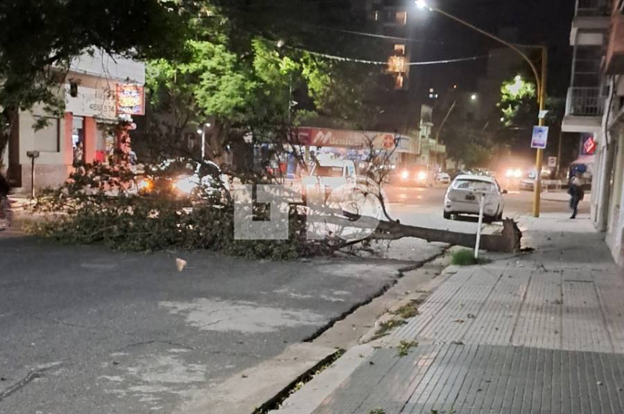 Se registraron 34 arboles caídos en la ciudad de Santa Fe