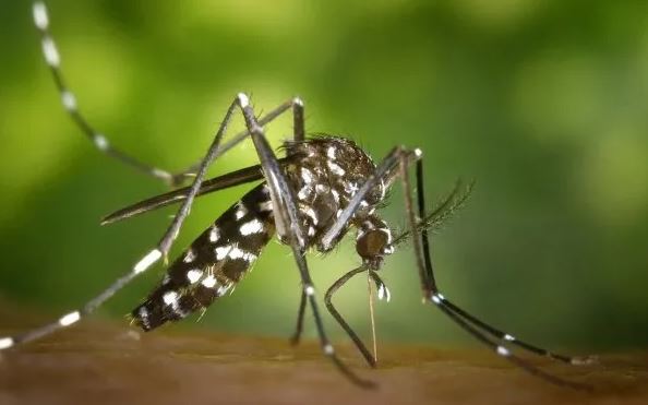En crisis por el dengue, el Ministerio de Salud culpó al gobierno anterior y disparó contra los laboratorios