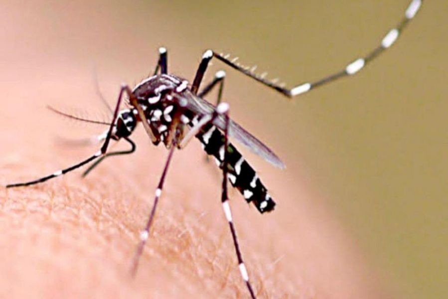 El brote de dengue no da tregua: Argentina ya registró 230 mil casos y 161 muertos